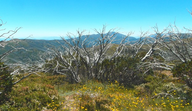 snowy mountains