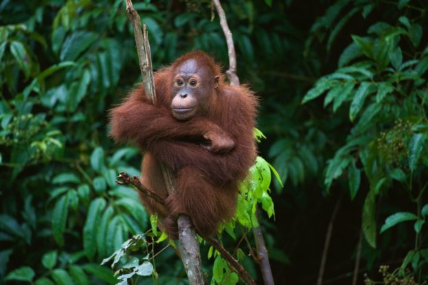 Reiseblog Indonesien Orang Utan auf Borneo