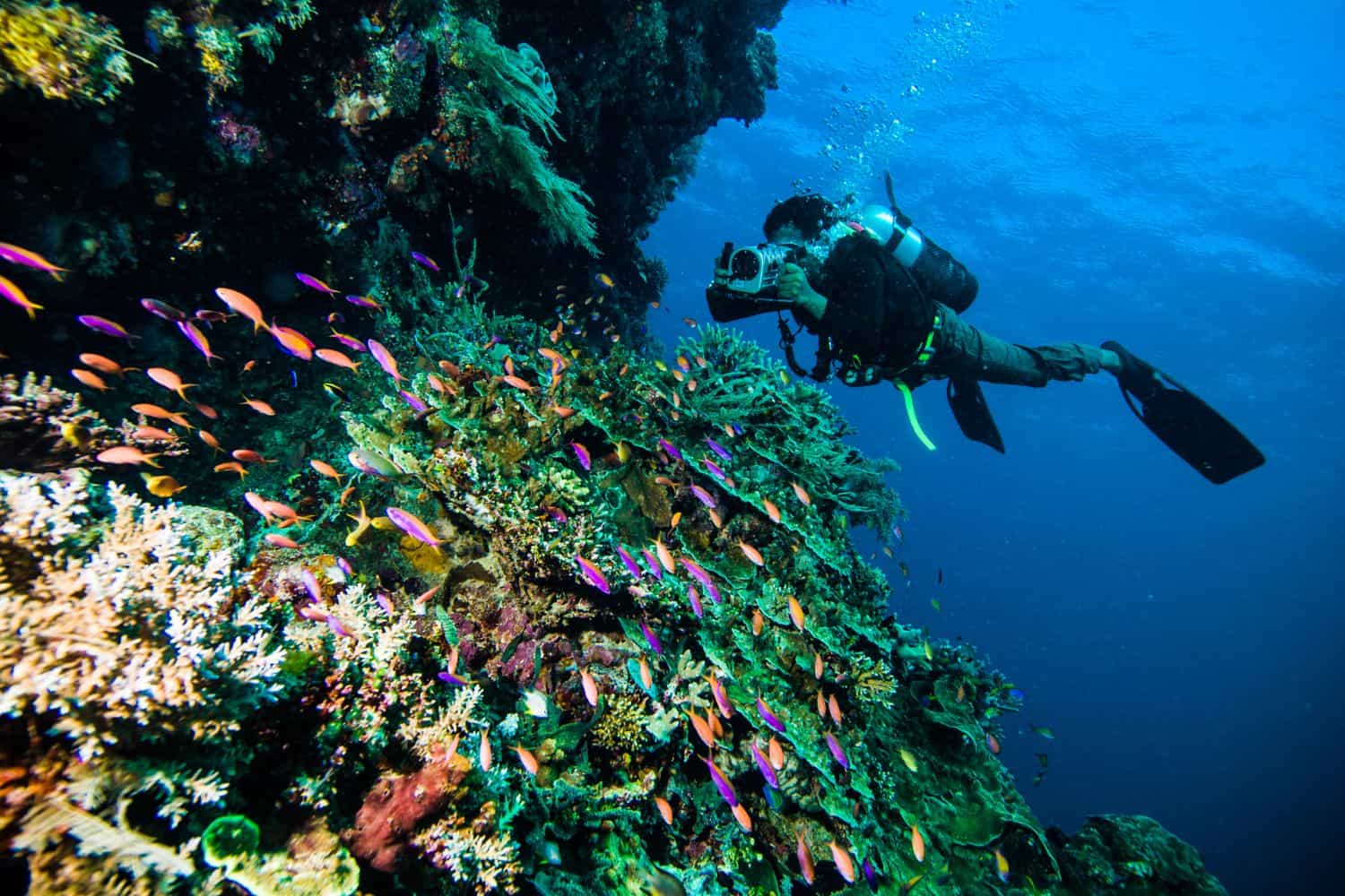 Lombok Reise-Tipps – am Korallenriff tauchen