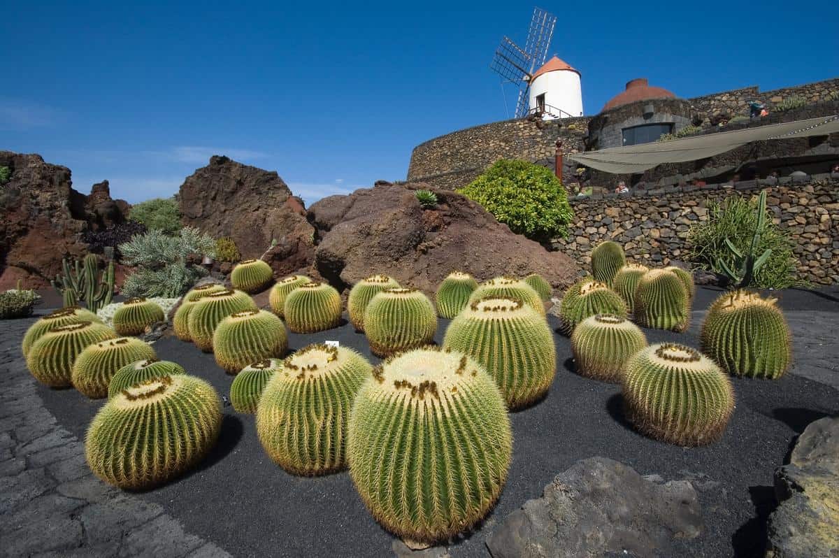 Spanien-Reise-Tipps – Kakteenfarm auf Lanzarote