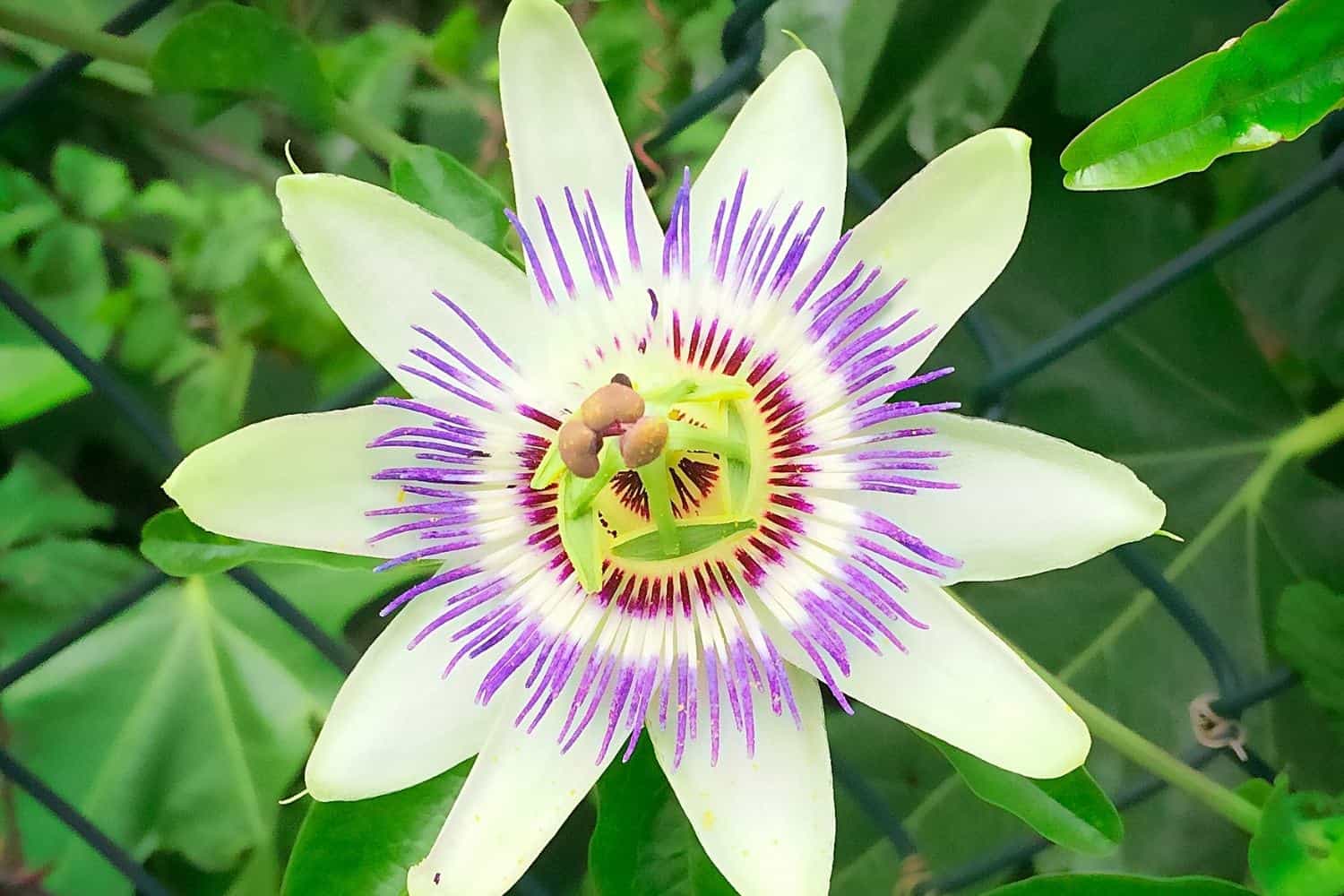 Kiel Botanischer Garten