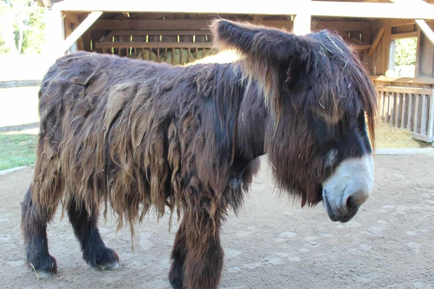 Kiel Tierpark Arche Warder