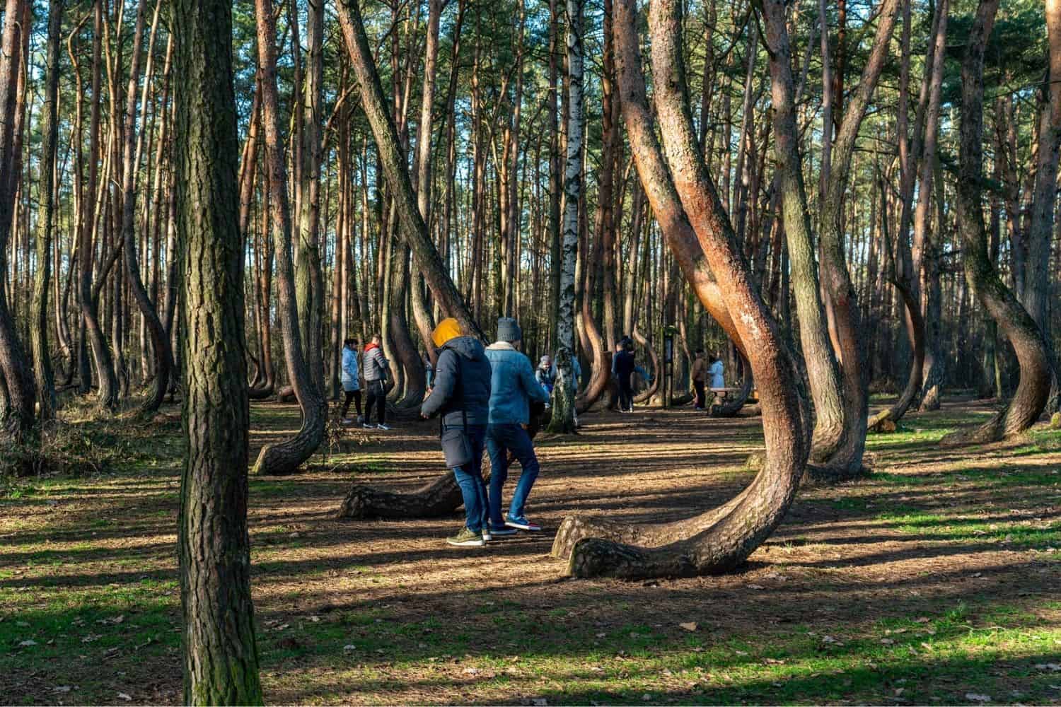 Polnische Ostsee Krzywy Las