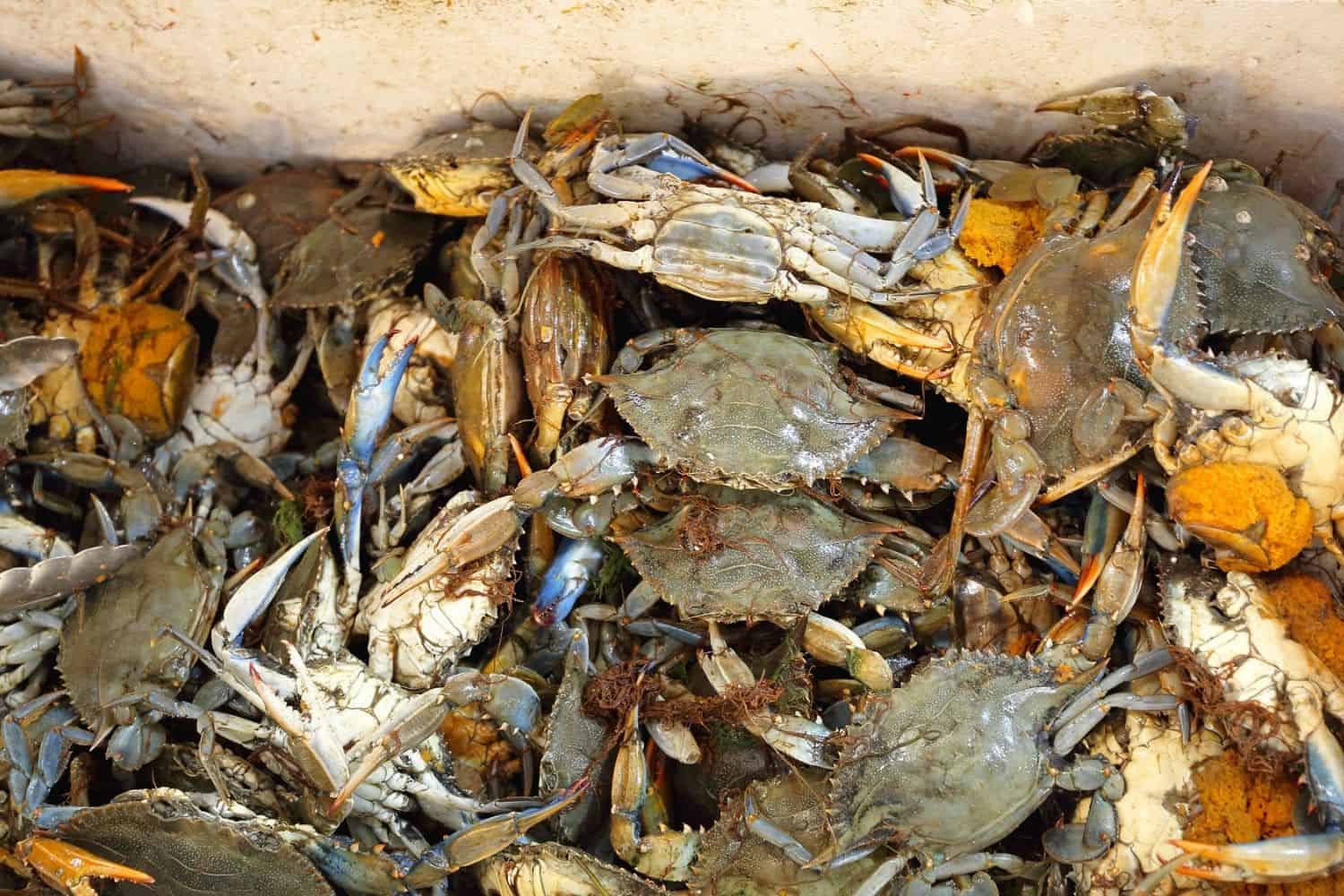 Fangfrischen Krabben in Buesum