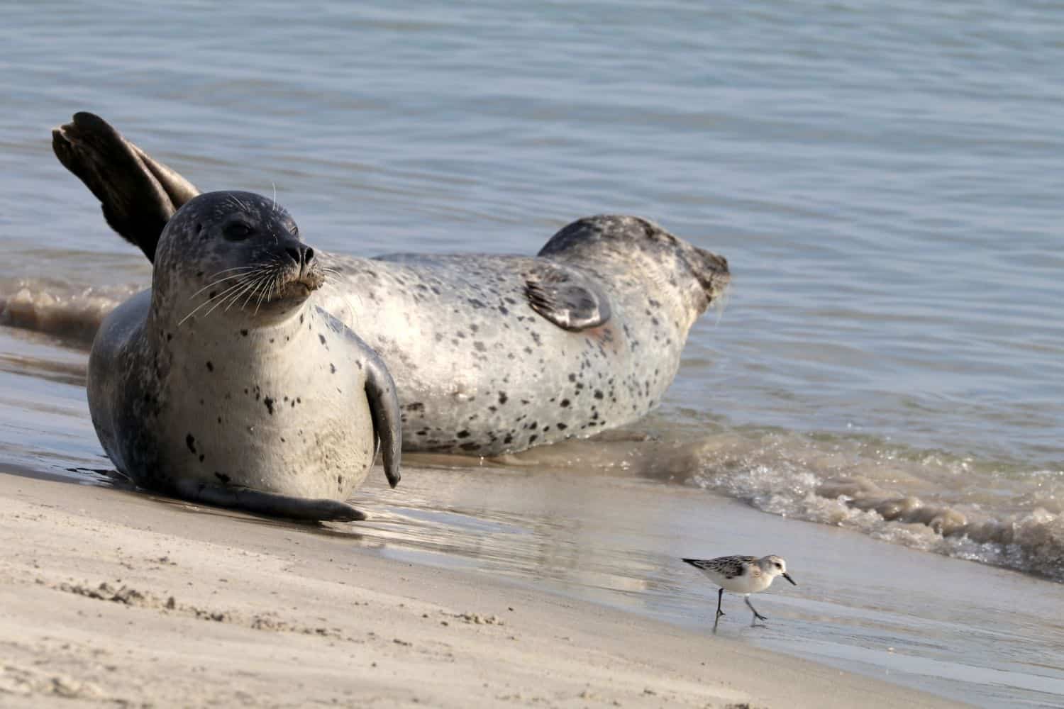 Kegelrobben im Wattenmeer