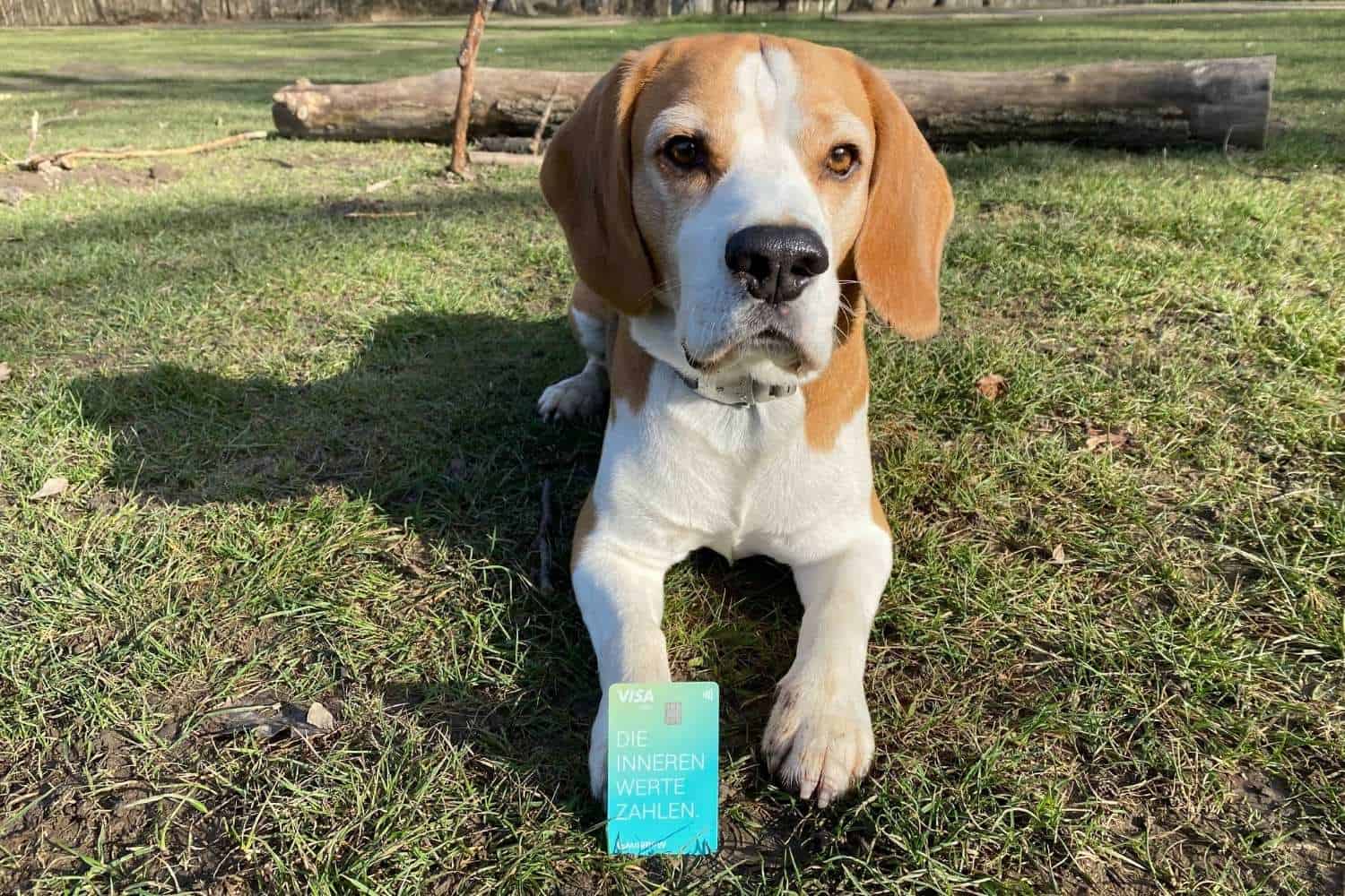 Kreditkarte Tomorrow Bank Beagle