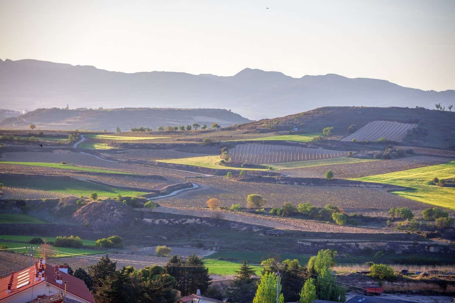 Jakobsweg Weinberge in La Rioja