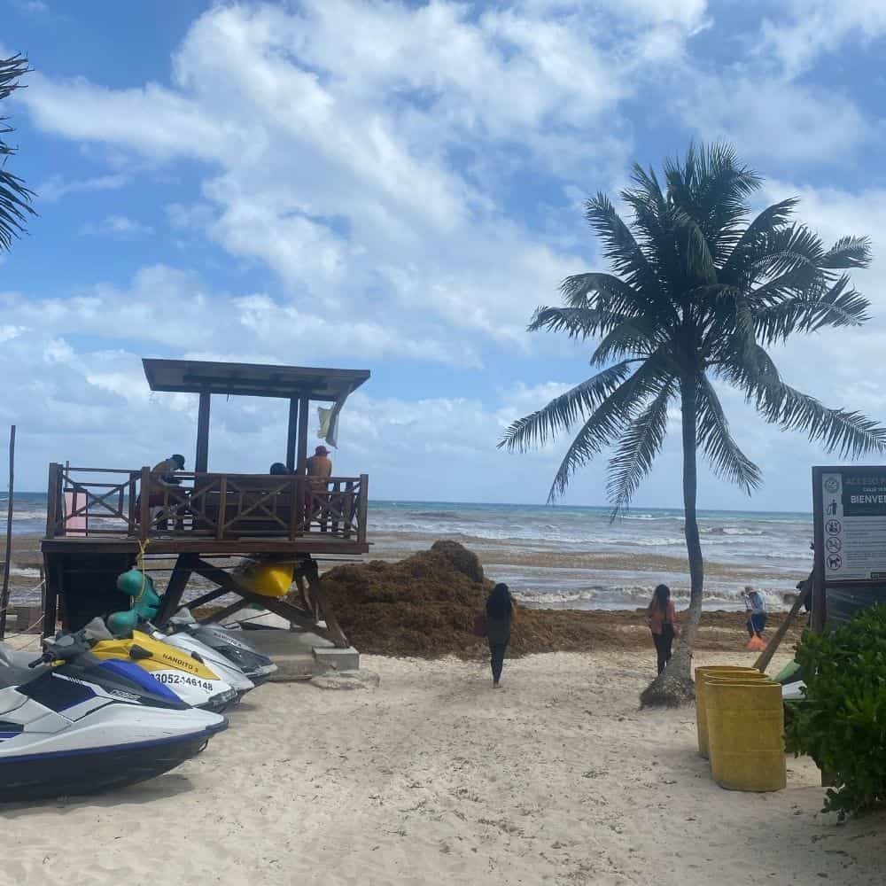 Algen Playa del Carmen