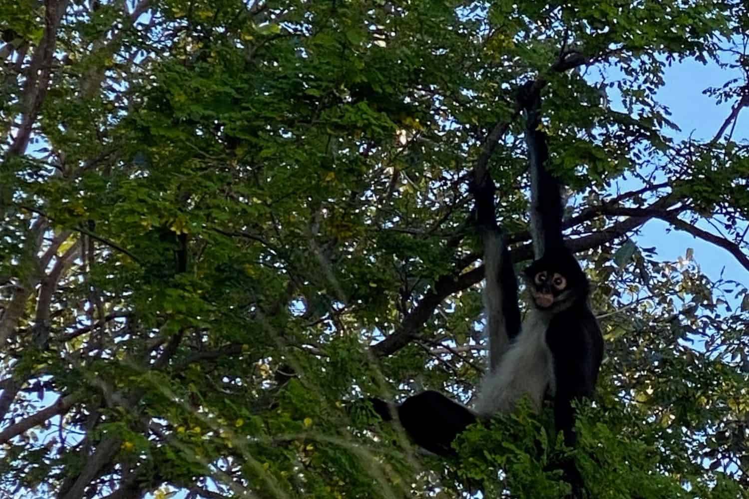 Playa del Carmen Affe Chango